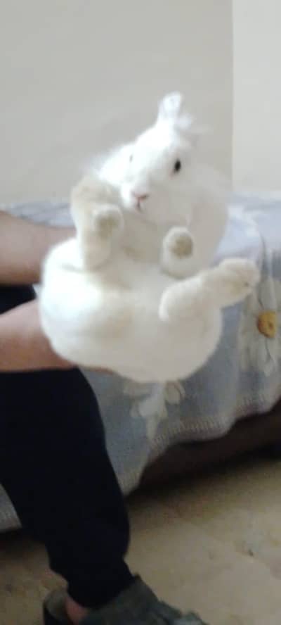 teddy bear dwarf bunny