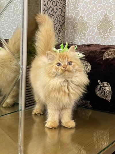 Lovely Kittens Looking for new Home With Different Prices