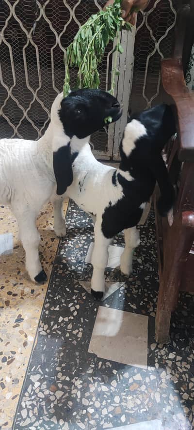 Qatar nasal ke dumbe