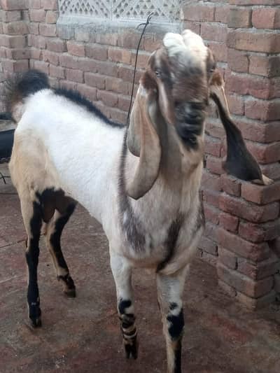 breeder Bakra for sale  age 14 month weight 55 kg
