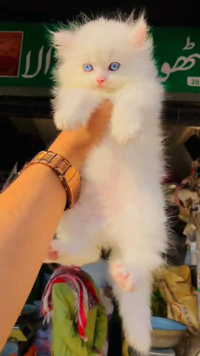 beautiful Persian female for sale 03262107955 my WhatsApp number