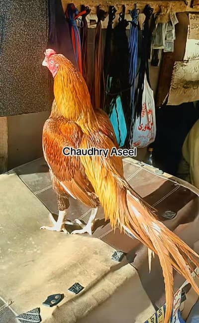 2 high quality Aseel