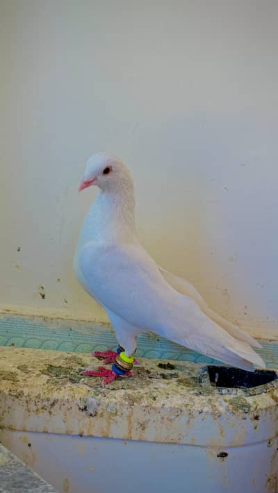 bht achi quality k Fency Toli wale kaboter for sale