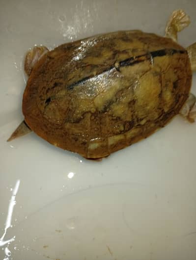 Green Indian healthy Turtle