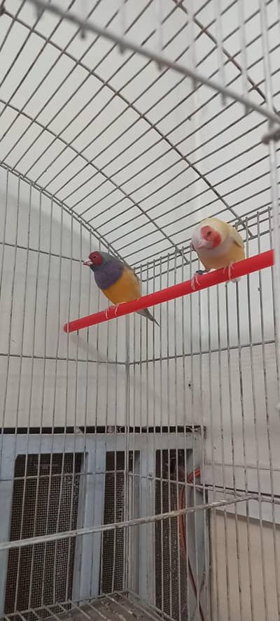 gouldian breeder pair  healthy active