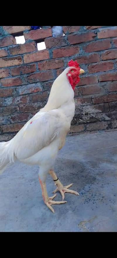 white Aseel heera Murgh