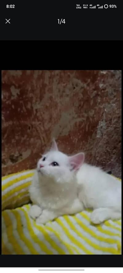 Persian kitten for sale urgently seriously buyer contact me