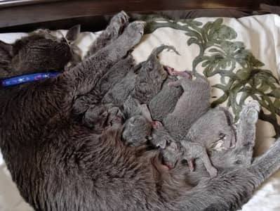 British Shorthair Kittens Available for Booking