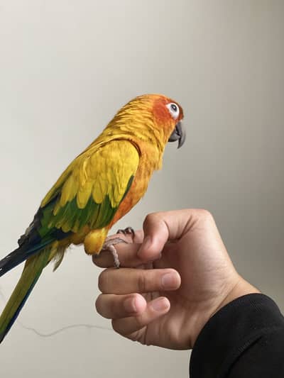 Sunconour fully tamed pec available