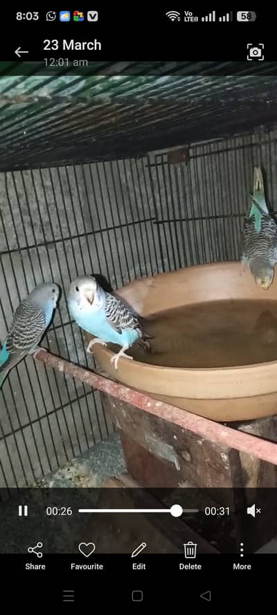 Hogoromo split and bagare