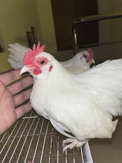 Fancy Bantam - White Bearded Booted D’uccle