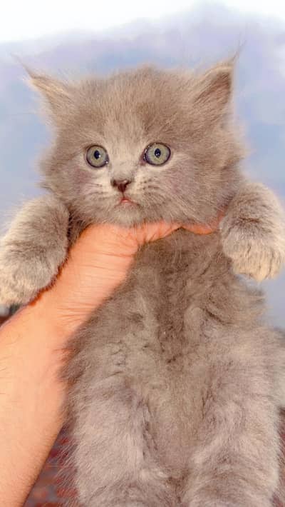 Persian Kittem Thriple coat