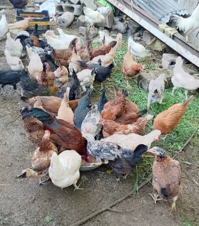 Pure Desi murgia for sale