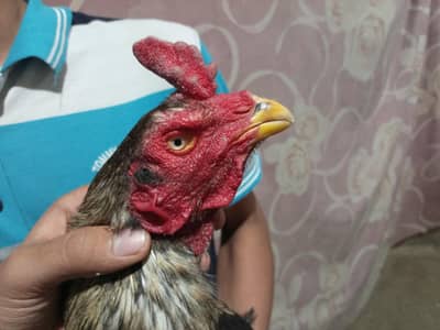 assel lassani home breed