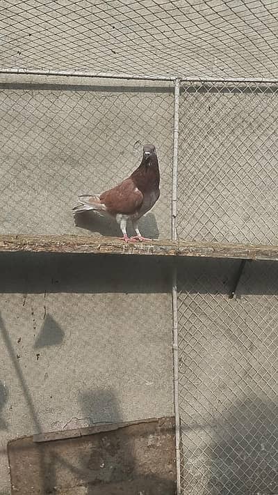 pigeon for sale