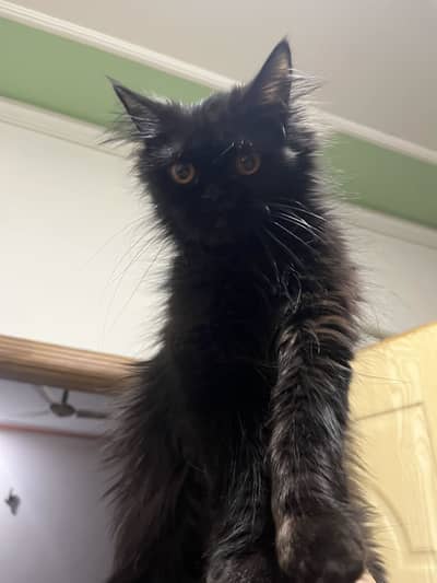 Persian cat for sale