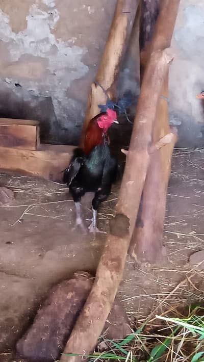 Lasani mushka murgha male patha breeder for sale