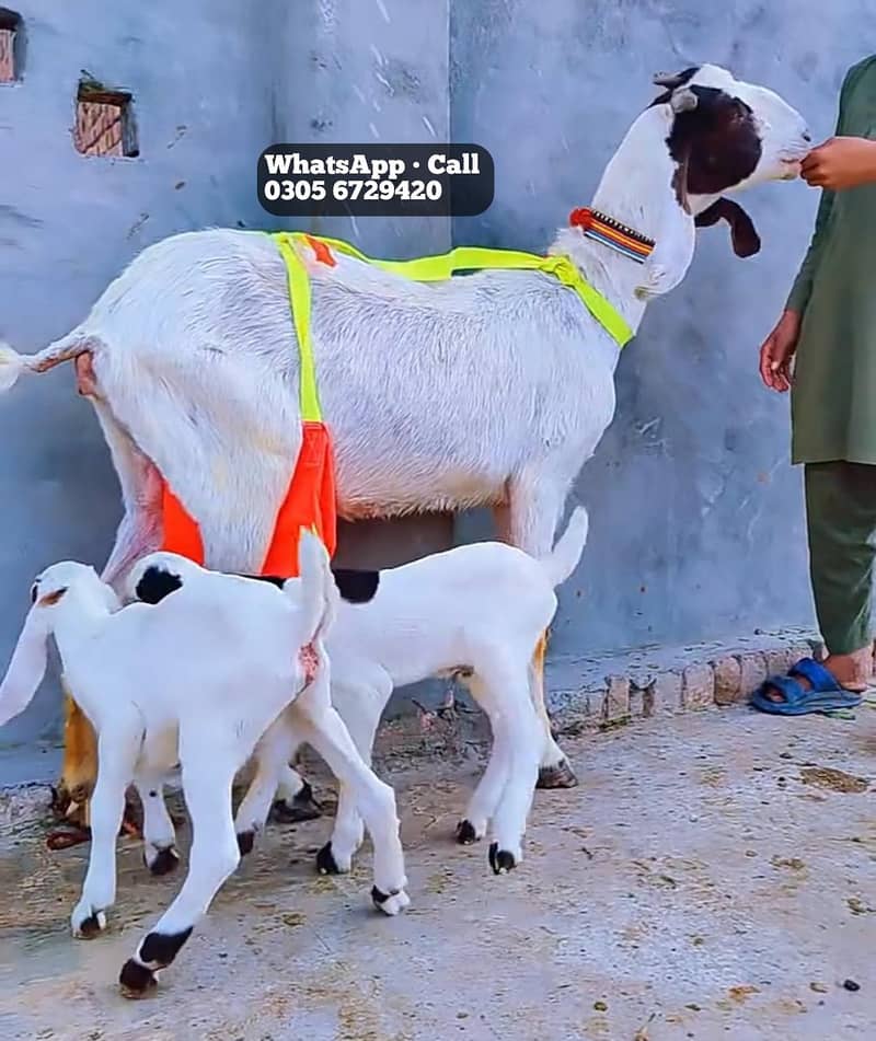 دیسی بکری بچوں والی 0