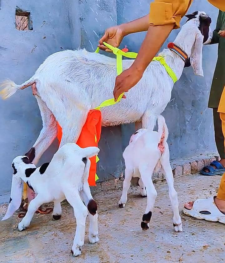 دیسی بکری بچوں والی 1