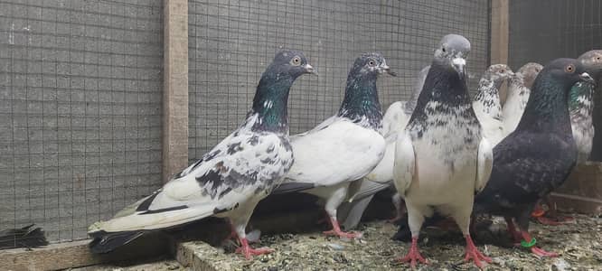 Slaeti lakhy goldan kamagar pigeons for sale.