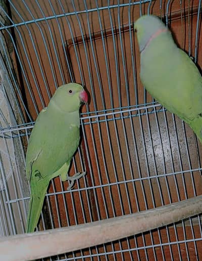Green Ringneck Parrot