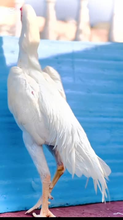 Ande 100 Fesad orejnall oh Shamo 03004/19195 call and watsap