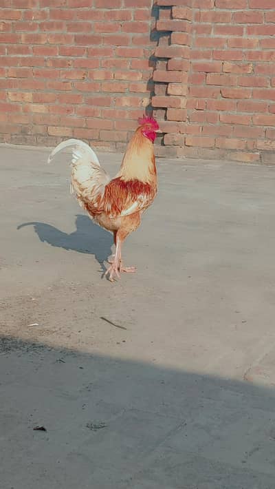 Desi murga price :3000