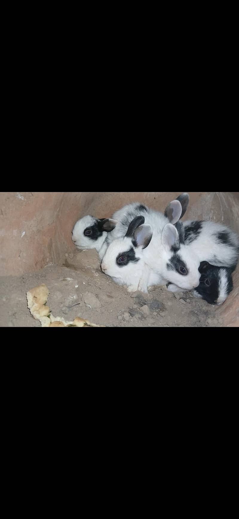Rabbits 4
