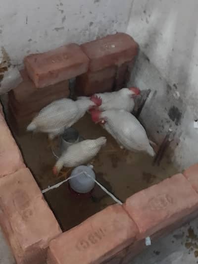 assalamu alaikum 4 chicks sale colour white