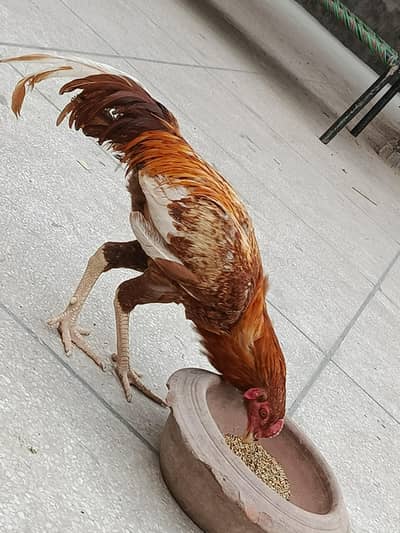 Peela siindhii patha