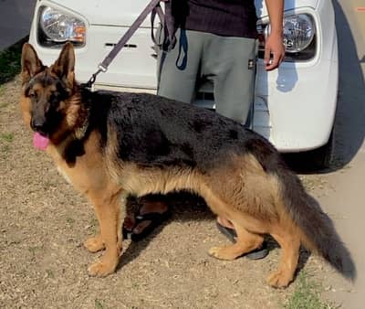German shepherd for sale