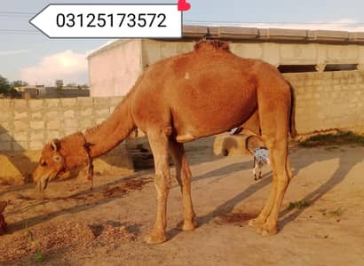 Camel for sale for qurbani