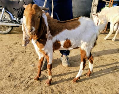 Qurbani ke Khassi Bakry aur dumby