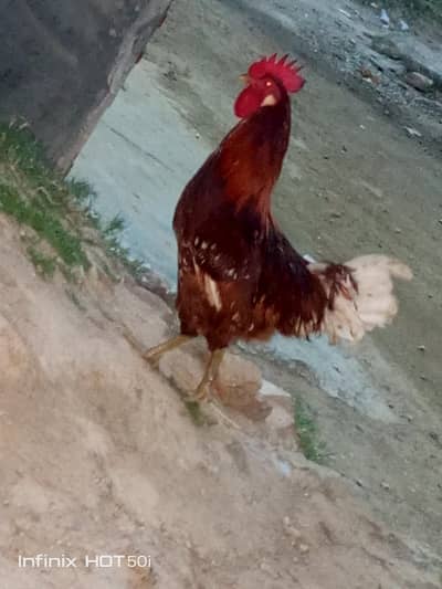 gar ka pala Howa h. 1500 sy Kam waly rabta na  karein shukriya