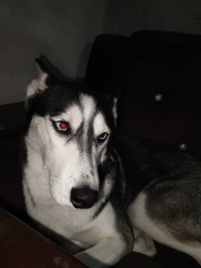 Cuteness overload intelligent breed