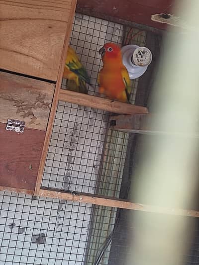 sun conure breeder pair available hy