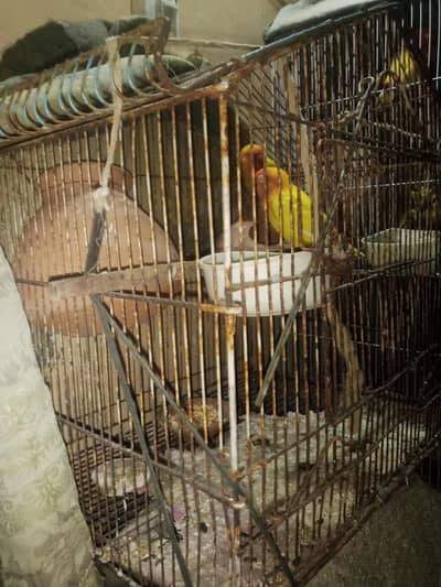 full birds setup its include lutino parrot. tetter. dove. with cages