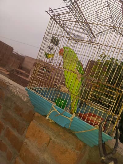 Breeder Raw female for sale jhang road Faisalabad