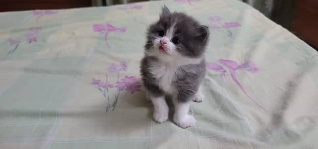 Persian kitten for sale