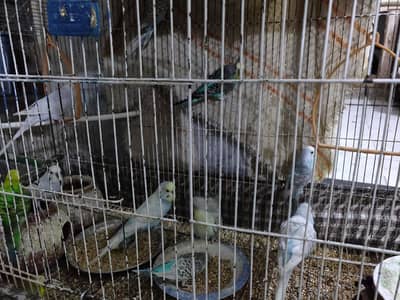 Australian Birds for Sale