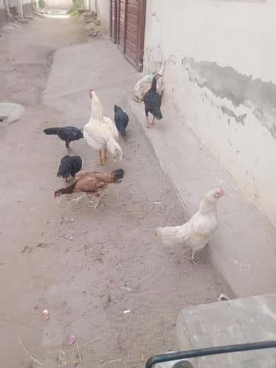 aseel  6 female 1 Male  price:35000