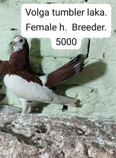 valgo tumbler or khal guldar kalyara kasni khal