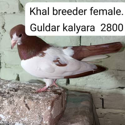 valgo tumbler or khal guldar kalyara kasni khal