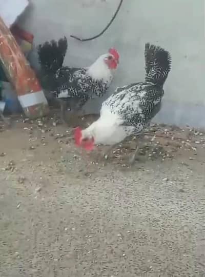 Egyptian fayomi males