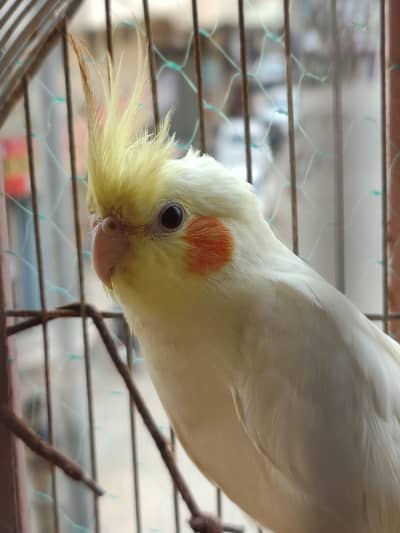 cockatiel