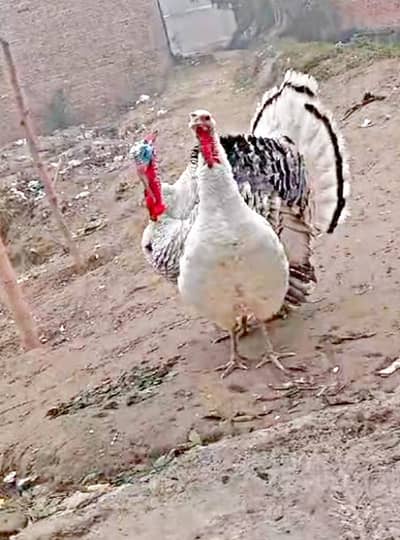 turkey bird pair