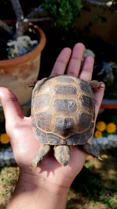 russian tortoise