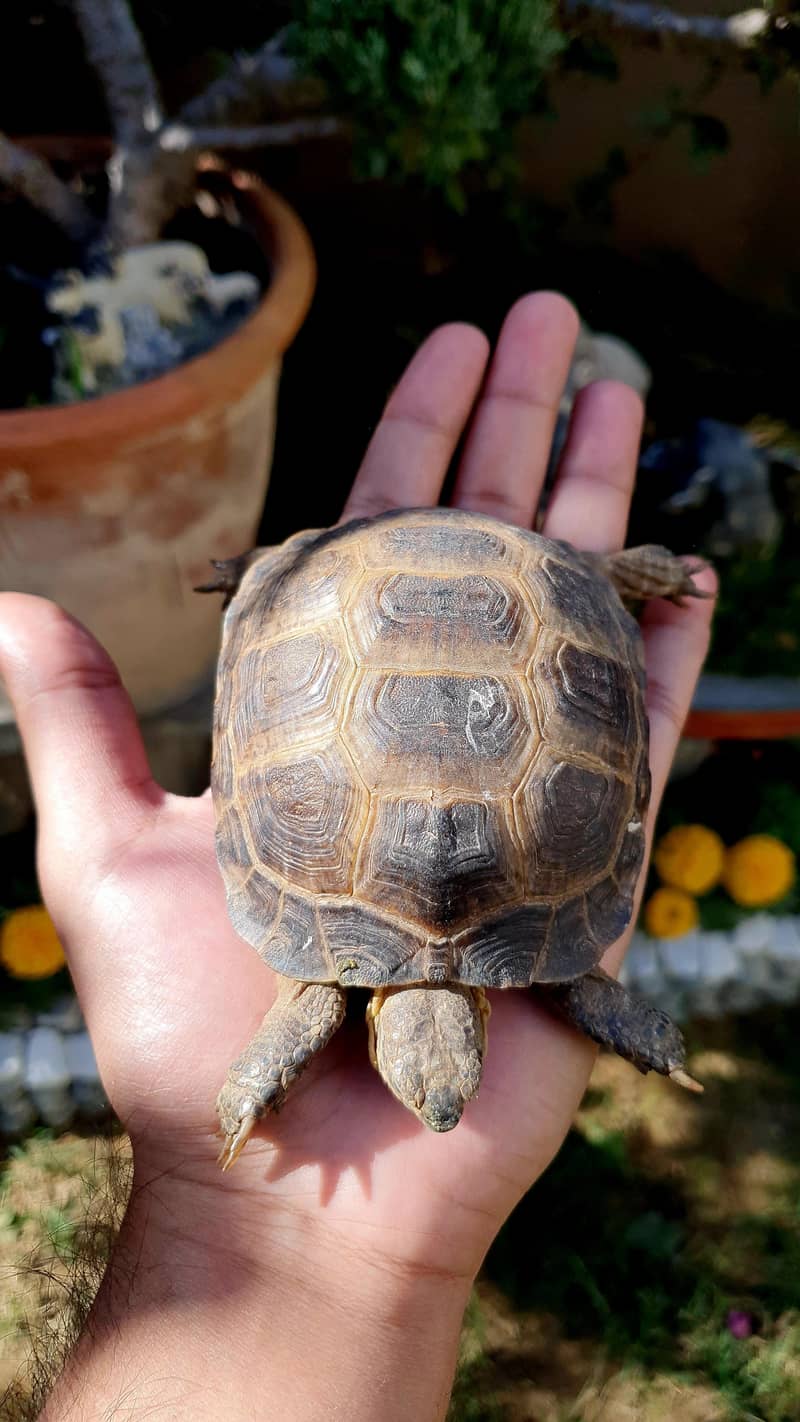 russian tortoise 0