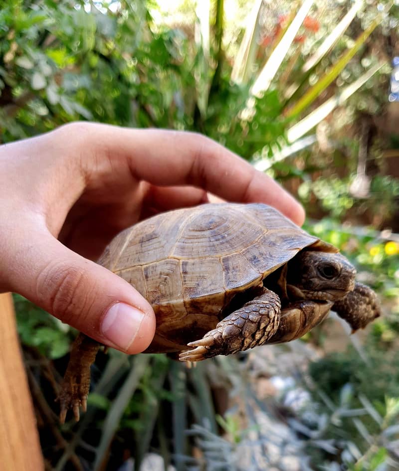 russian tortoise 1