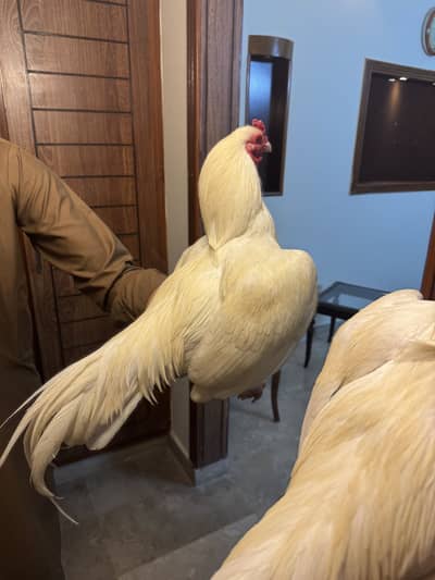 Heera Mugrha Paper White